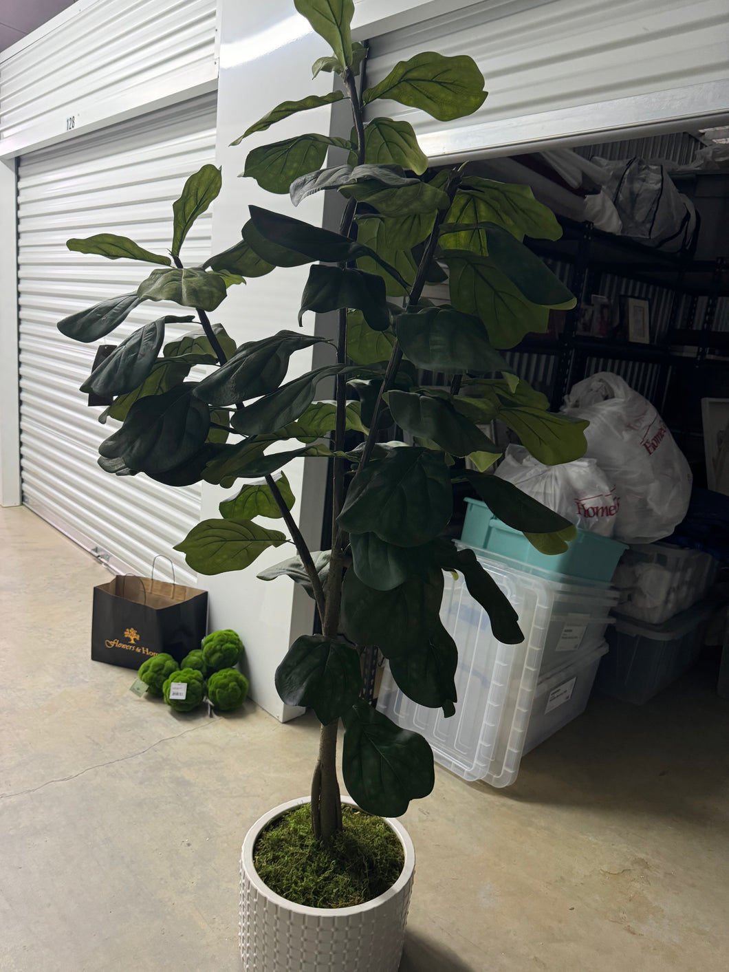 Fiddle Fig